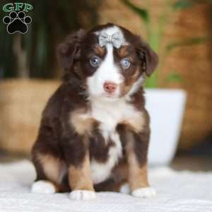 Willow, Miniature Australian Shepherd Puppy